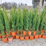 Cyprus vždyzelený (Cupressus sempervirens) ´TOTEM´  - výška 90-110 cm, kont. C3L